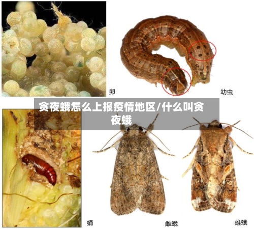 贪夜蛾怎么上报疫情地区/什么叫贪夜蛾-第1张图片