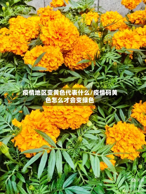 疫情地区变黄色代表什么/疫情码黄色怎么才会变绿色-第2张图片